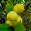 Harvey Lemon (Citrus × Pyriformis) -Plant related-Sow Exotic CCD82B0B C9A5 4192 9D82 B57A8820FD38