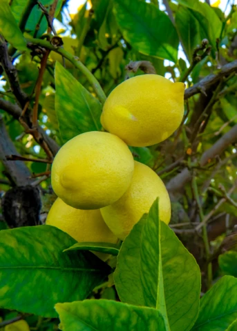Harvey Lemon (Citrus × Pyriformis) 3 Harvey Lemon (Citrus × Pyriformis)