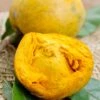 Canistel 'Arue' (Pouteria Campechiana) -Plant related-Sow Exotic Canistel fruit