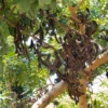 Carob (Ceratonia Siliqua) -Plant related-Sow Exotic CarobTreeforSaleSowExotic
