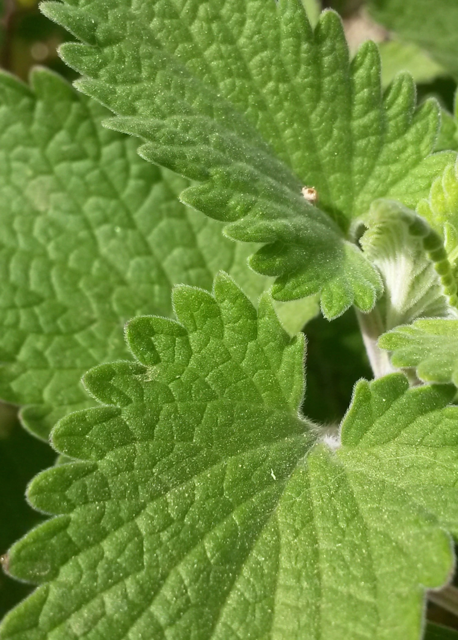 Catnip (Nepeta Cataria) 5 Catnip (Nepeta Cataria) - Image 3