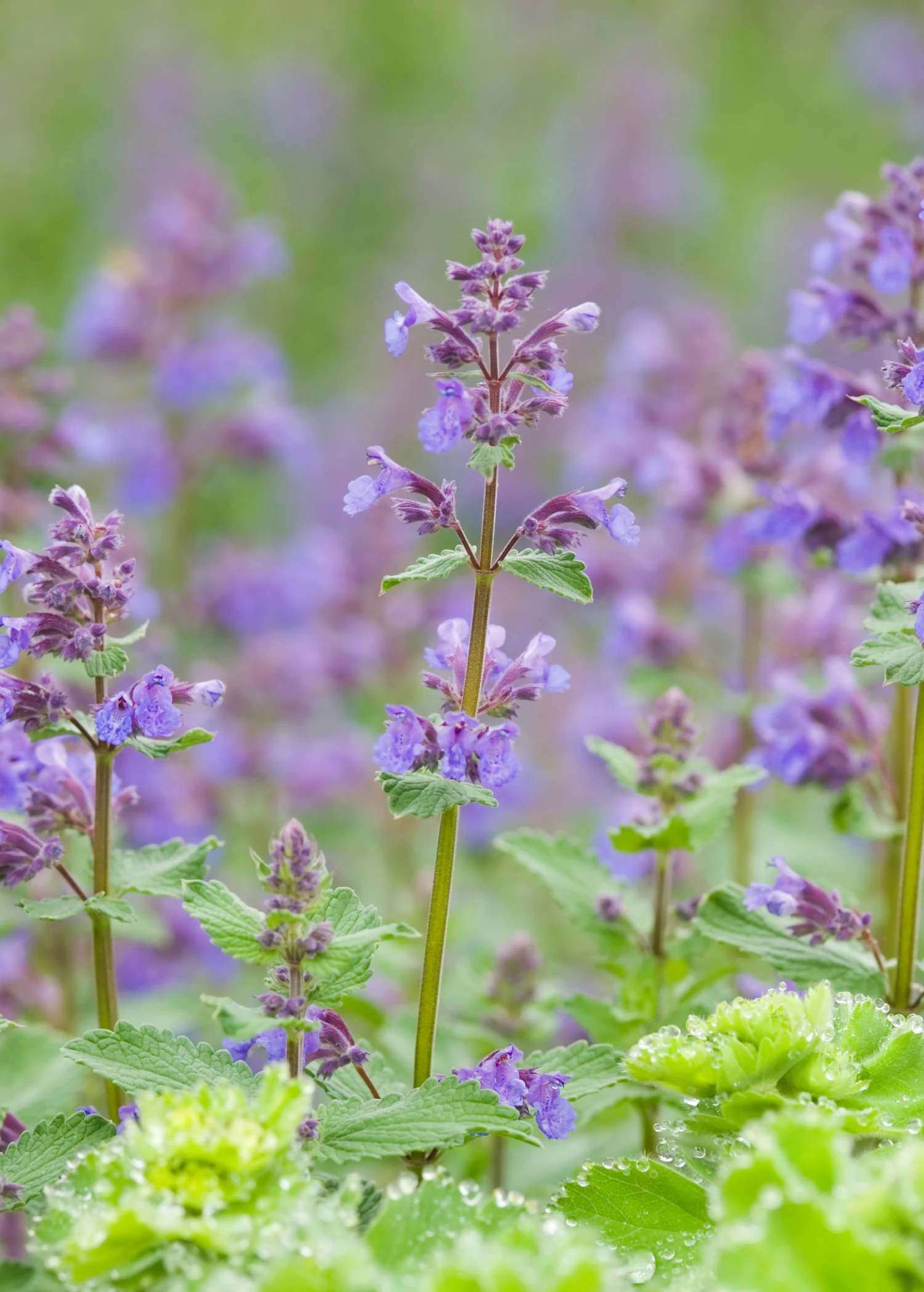 Catnip (Nepeta Cataria) 7 Catnip (Nepeta Cataria) - Image 5