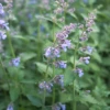 Catnip (Nepeta Cataria) -Plant related-Sow Exotic Catnip Nepeta cataria Sow Exotic Live Plant