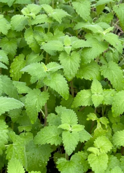 Catnip (Nepeta Cataria) 15 Catnip (Nepeta Cataria) -Plant related-Sow Exotic Catnip Nepetacataria