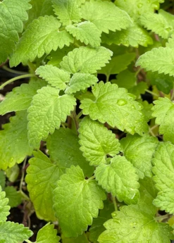 Catnip (Nepeta Cataria) 17 Catnip (Nepeta Cataria) -Plant related-Sow Exotic Catnip Nepetacataria 1