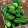 Avocado 'Choquette' (Persia Americana) -Plant related-Sow Exotic ChoquetteAvocadoSowExoticLiveGraftedAvocadoFruitTreeForSale