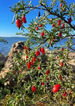 Christmasberry (Lycium Carolinianum) 15 Christmasberry (Lycium Carolinianum) -Plant related-Sow Exotic Christmasberry Lyciumcarolinianum liveplantsforsale SowExotic.com 1