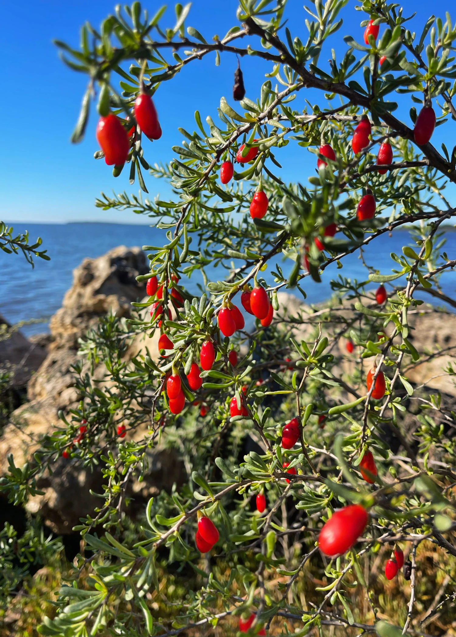 Christmasberry (Lycium Carolinianum) 7 Christmasberry (Lycium Carolinianum) - Image 5