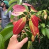 Cinnamon (Cinnamomum Verum) -Plant related-Sow Exotic Cinnamon Tree Live Plant for sale Sow Exotic