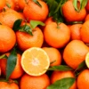 Clementine (Citrus Reticulata 'Clementine') -Plant related-Sow Exotic ClemtentinesSowExotic