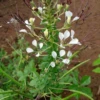 Shona Cabbage (Cleome Gynandra) 1 Shona Cabbage (Cleome Gynandra) -Plant related-Sow Exotic CleomegynandraShoneCabbageAfricanCabbageplantforsale