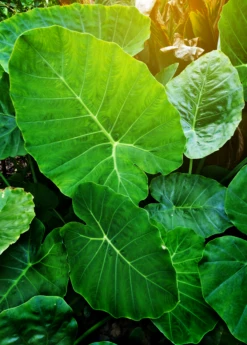 Taro 'Chinese Bun Long' (Colocasia Esculenta) -Plant related-Sow Exotic Colocasia esculenta taro bung long
