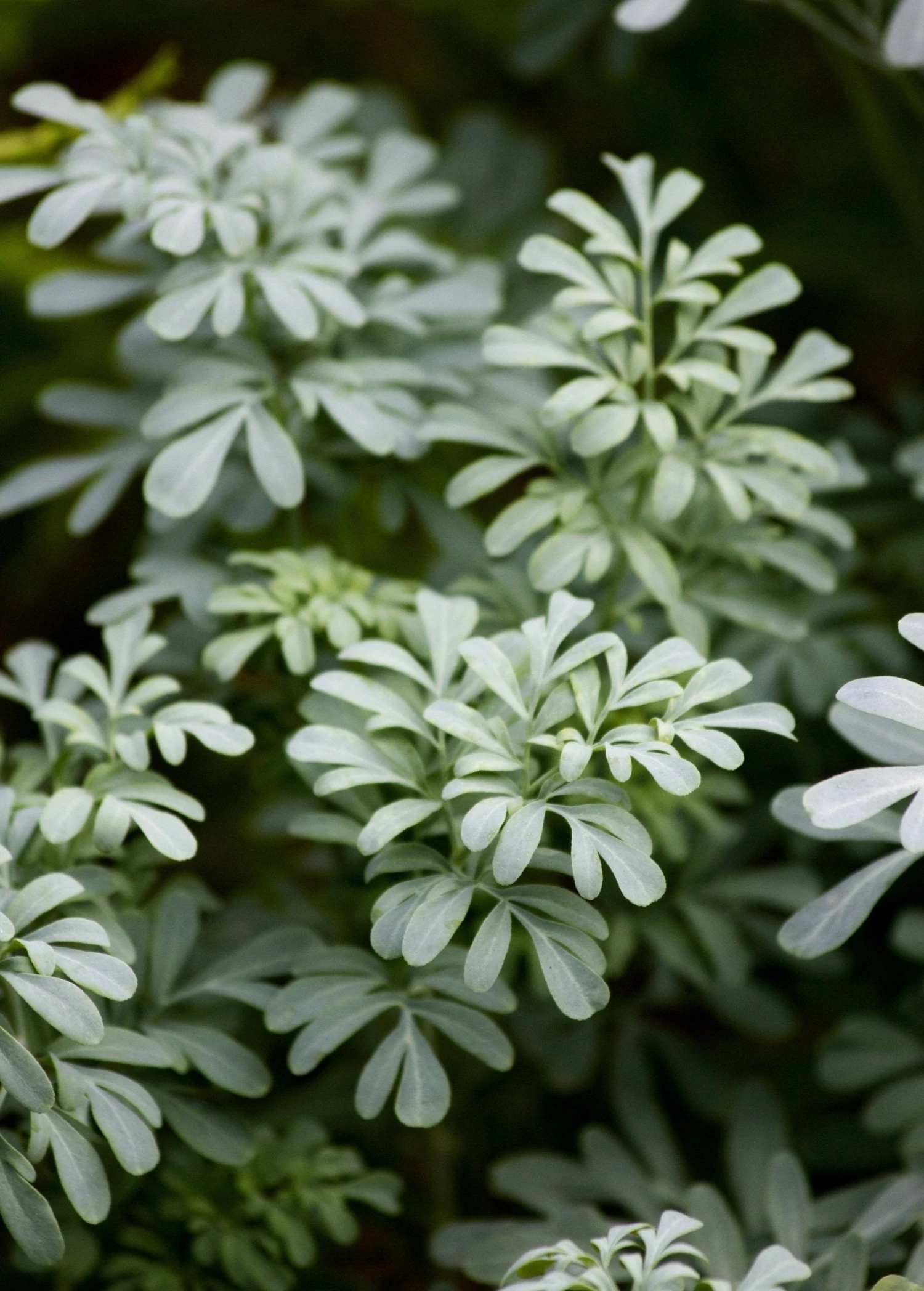 Rue (Ruta Graveolens) - Image 7