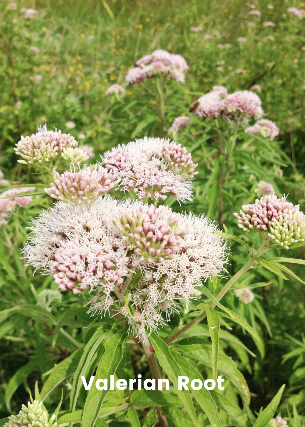 Sleepy Herb Bundle: Valerian Root, African Dream Root & Calea Dream Root 4 Sleepy Herb Bundle: Valerian Root, African Dream Root & Calea Dream Root - Image 2