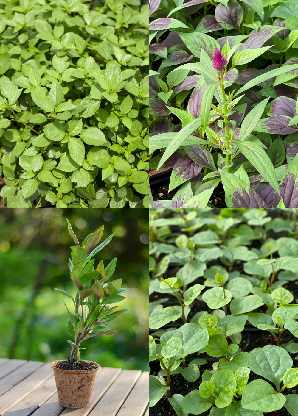 Summer Greens Bundle: Malabar Spinach, Molokhia, Longevity Spinach & Lagos Spinach 3 Summer Greens Bundle: Malabar Spinach, Molokhia, Longevity Spinach & Lagos Spinach