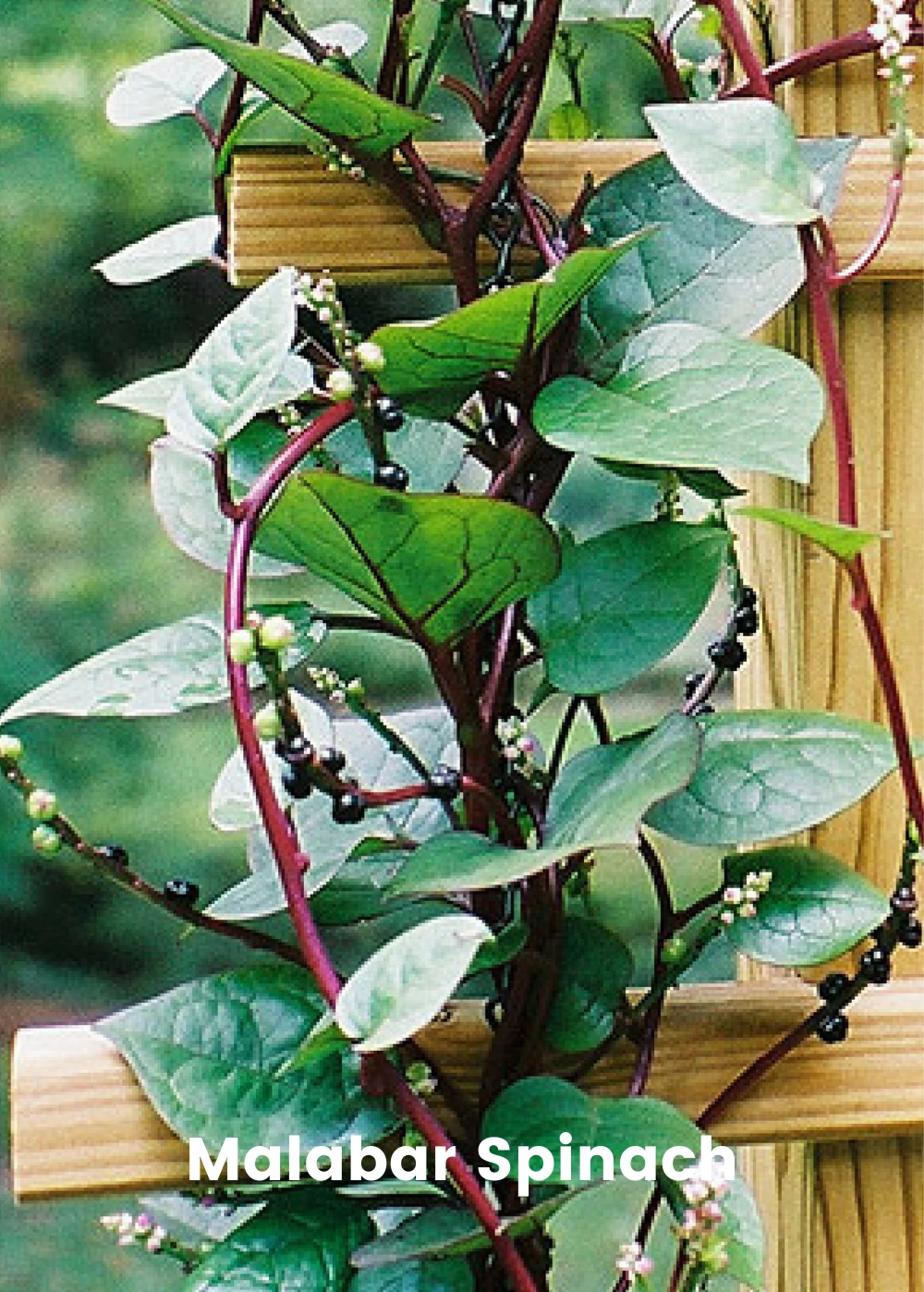 Summer Greens Bundle: Malabar Spinach, Molokhia, Longevity Spinach & Lagos Spinach 4 Summer Greens Bundle: Malabar Spinach, Molokhia, Longevity Spinach & Lagos Spinach - Image 2