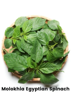 Summer Greens Bundle: Malabar Spinach, Molokhia, Longevity Spinach & Lagos Spinach 9 Summer Greens Bundle: Malabar Spinach, Molokhia, Longevity Spinach & Lagos Spinach -Plant related-Sow Exotic CopyofBananaBundleforSale SowExotic.com 13