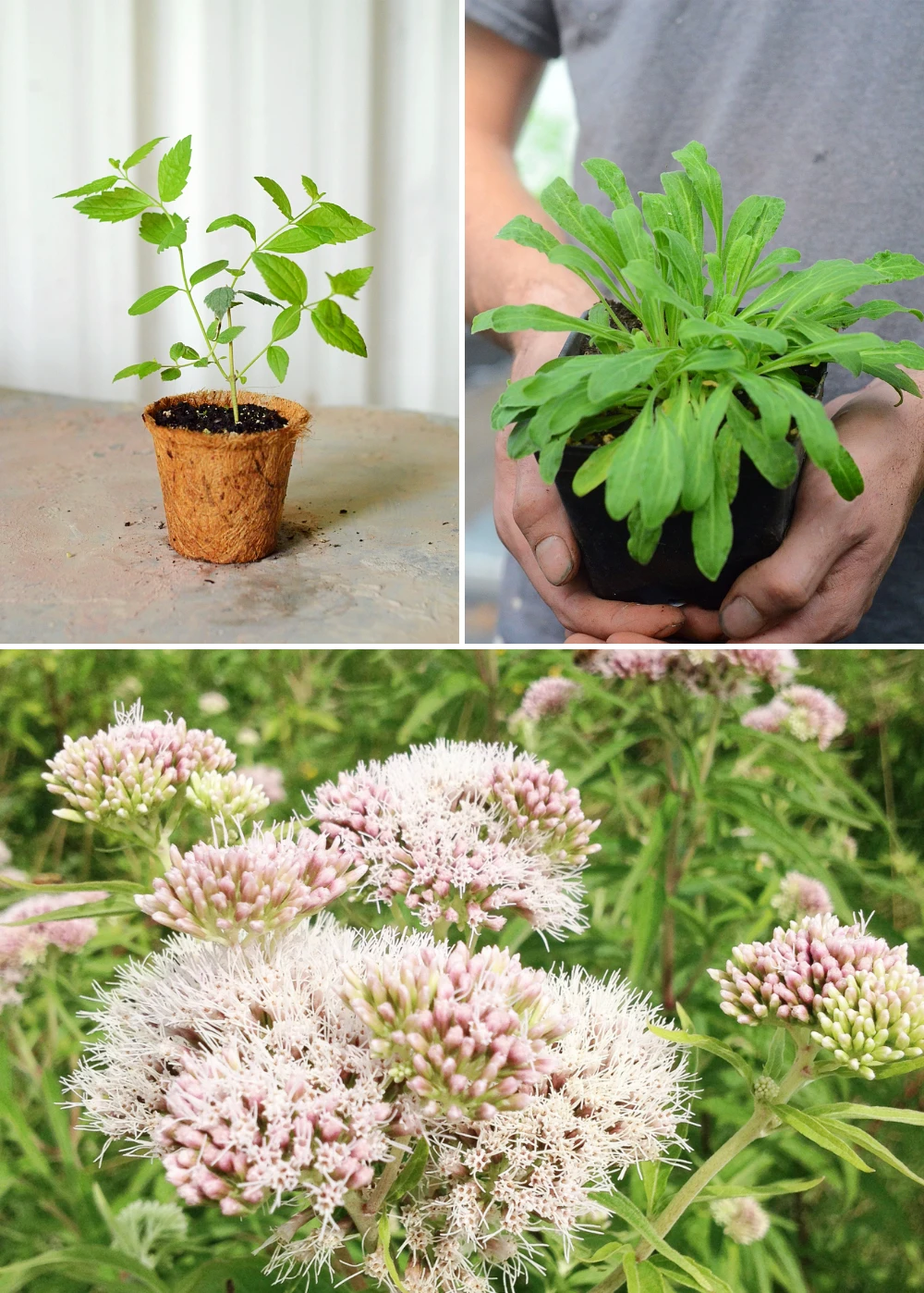 Sleepy Herb Bundle: Valerian Root, African Dream Root & Calea Dream Root 3 Sleepy Herb Bundle: Valerian Root, African Dream Root & Calea Dream Root
