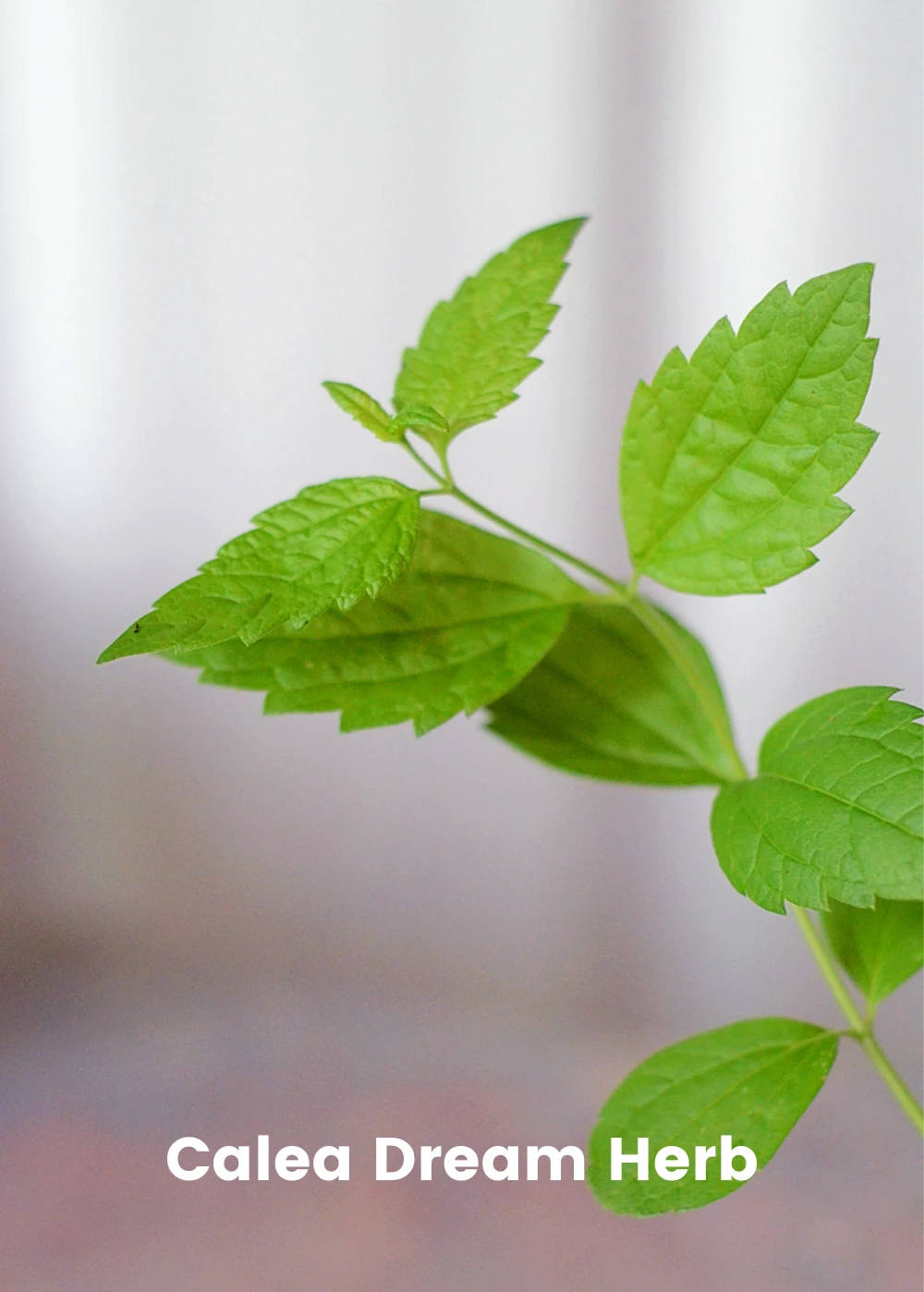 Sleepy Herb Bundle: Valerian Root, African Dream Root & Calea Dream Root 6 Sleepy Herb Bundle: Valerian Root, African Dream Root & Calea Dream Root - Image 4