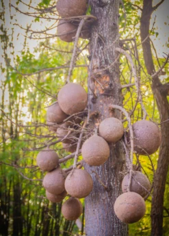 Cannonball Tree (Couroupita Guianensis) -Plant related-Sow Exotic CouroupitaguianensisCannonballFruitTreeForSale SowExotic.com