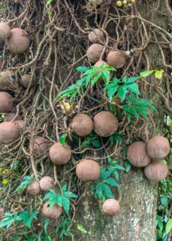 Cannonball Tree (Couroupita Guianensis) -Plant related-Sow Exotic CouroupitaguianensisCannonballFruitTreeForSale SowExotic.com 1
