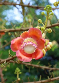Cannonball Tree (Couroupita Guianensis) -Plant related-Sow Exotic CouroupitaguianensisCannonballFruitTreeForSale SowExotic.com 2
