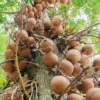 Cannonball Tree (Couroupita Guianensis) -Plant related-Sow Exotic CouroupitaguianensisCannonballFruitTreeForSale SowExotic.com 6