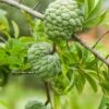 Sugar Apple 'Thai Lessard' (Annona Squamosa L) -Plant related-Sow Exotic Custard apples growing on a tree