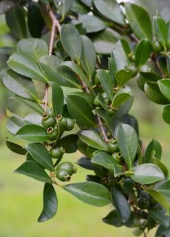 Guava, Strawberry (Psidium Cattleianum) -Plant related-Sow Exotic DSC 3247