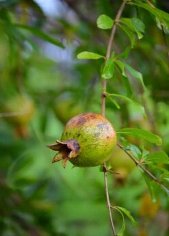 Pomegranate 'Vietnamese Pink' (Punica Granatum) 11 Pomegranate 'Vietnamese Pink' (Punica Granatum) -Plant related-Sow Exotic DSC 3267