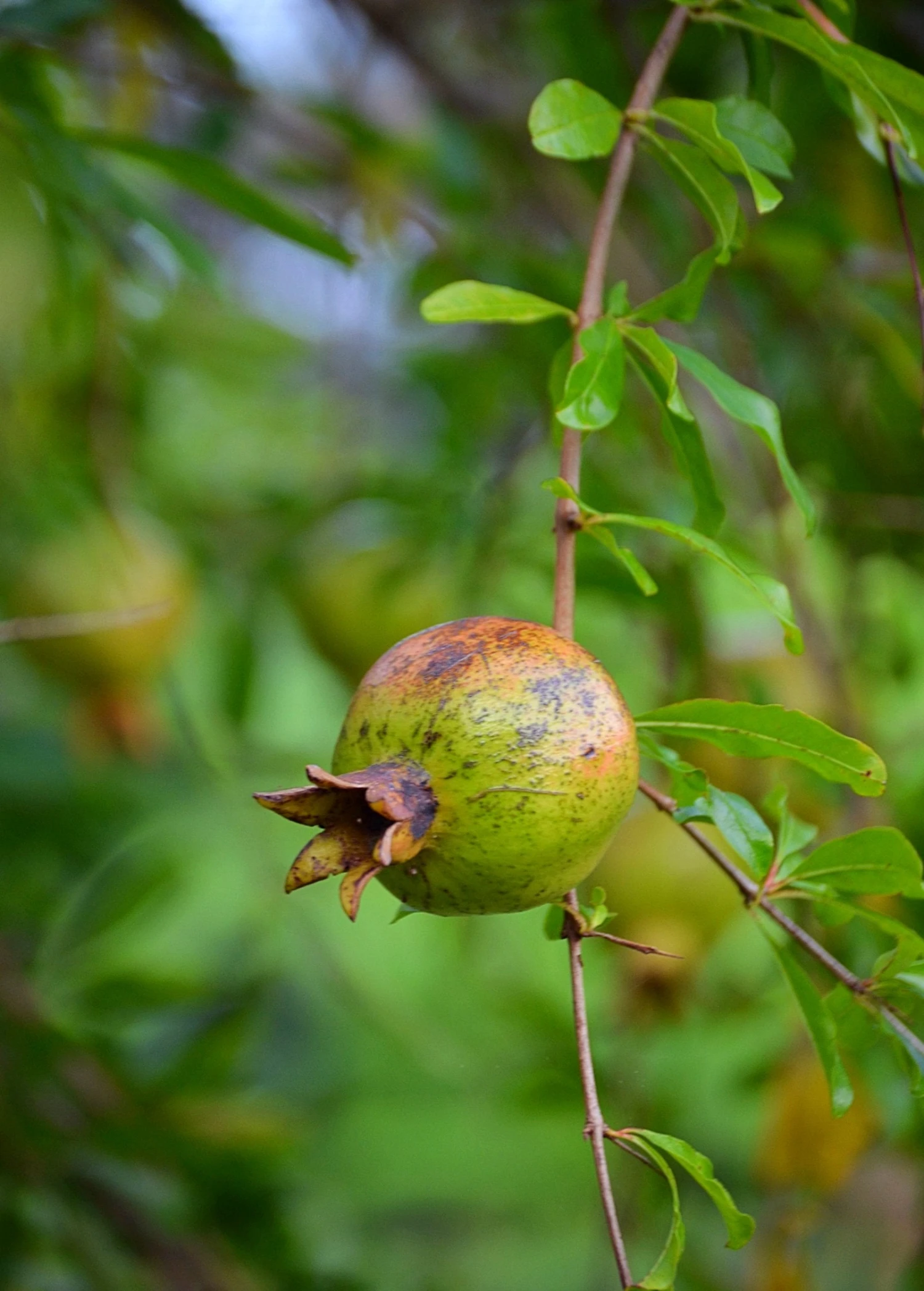 Pomegranate 'Vietnamese Pink' (Punica Granatum) 7 Pomegranate 'Vietnamese Pink' (Punica Granatum) - Image 5