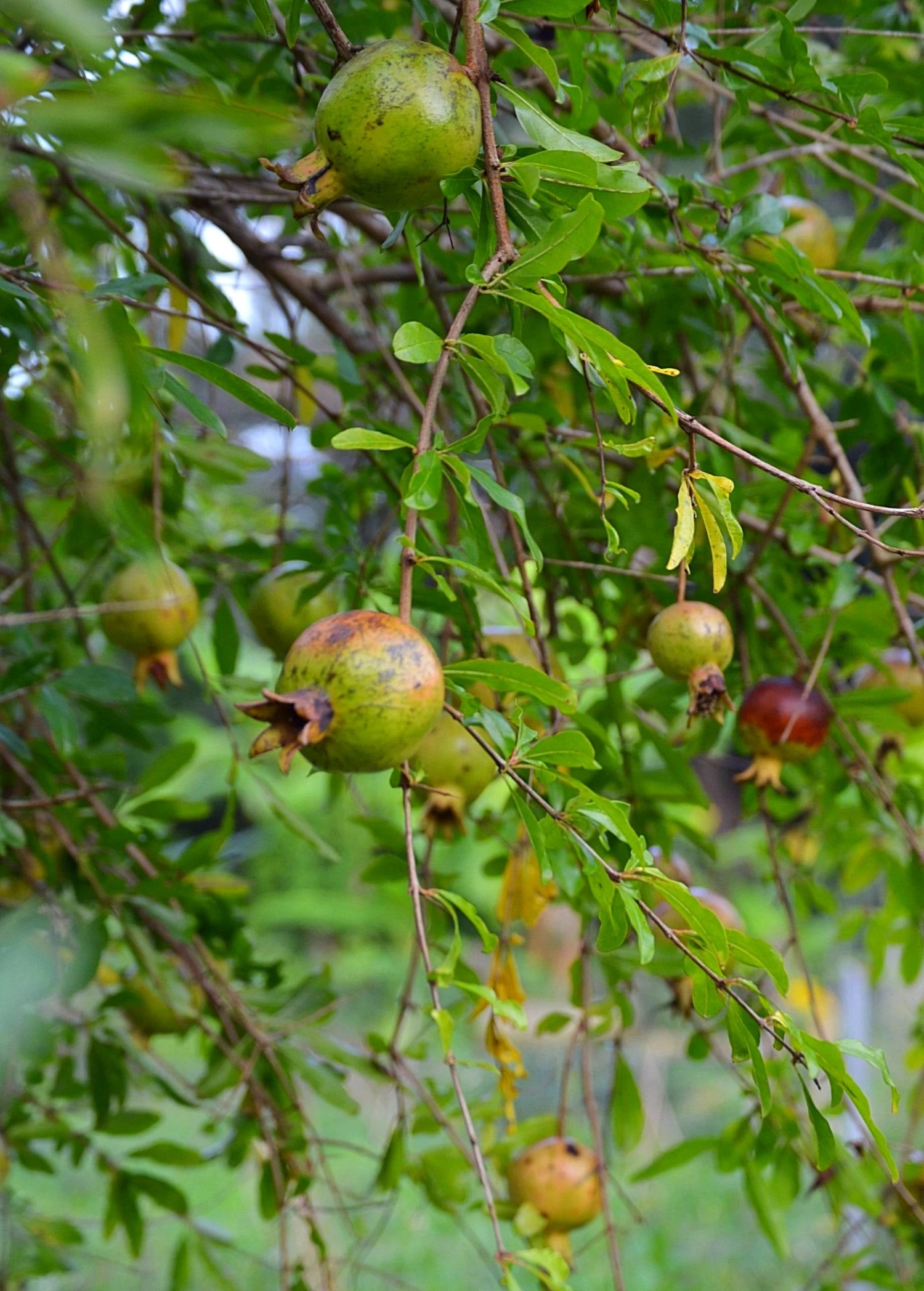 Pomegranate 'Vietnamese Pink' (Punica Granatum) 6 Pomegranate 'Vietnamese Pink' (Punica Granatum) - Image 4