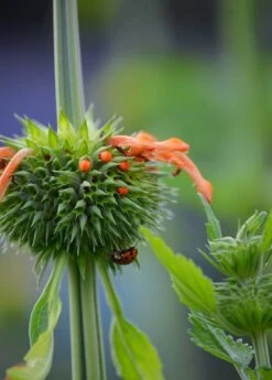 Klip Dagga (Leonotis Nepetifolia) -Plant related-Sow Exotic DSC 3350