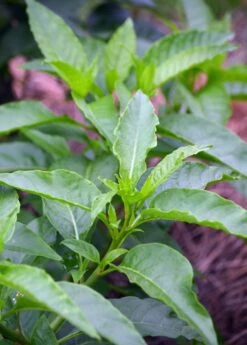 Longevity Spinach (Gynura Procumbens) -Plant related-Sow Exotic DSC 3400 Edited