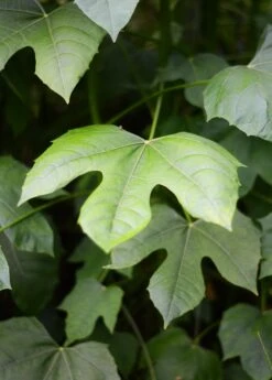 Chaya, Mexican Tree Spinach (Cnidoscolus Aconitifolius) -Plant related-Sow Exotic DSC 3691