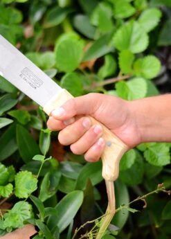 Classic Machete -Plant related-Sow Exotic DSC 4105