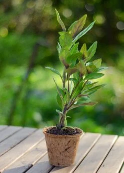 Longevity Spinach (Gynura Procumbens) -Plant related-Sow Exotic DSC 4493