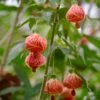 Flowering Maple (Abutilon Pictum) -Plant related-Sow Exotic DSC E9862