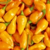 Datil Pepper (Capsicum Chinense) -Plant related-Sow Exotic DatilPepperLivePlantSowExotic