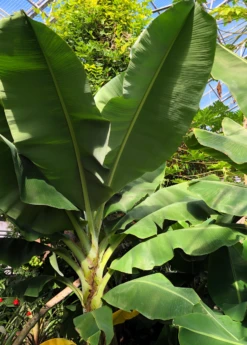 Banana 'Dwarf Cavendish' (Musa Acuminata) -Plant related-Sow Exotic DwarfCavendishBananaSowExoticMusaacuminataliveplantforsale 2