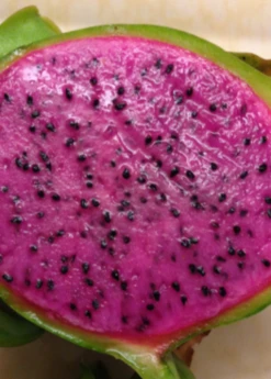 Dragon Fruit 'Edgar's Baby' (Hylocereus Stenopterus X Hylocereus Guatemalensis)