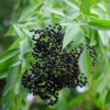 Elderberry, Florida Native (Sambucus Canadensis) -Plant related-Sow Exotic Elderberry fruit on elderflower plant