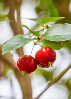Surinam Cherry Seedling (Eugenia Uniflora) -Plant related-Sow Exotic Eugenia uniflora surinam cherry fruit