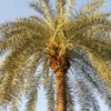 Sylvester Palm (Phoenix Sylvestris) -Plant related-Sow Exotic F64C6E17 A8AB 4524 B1E5 4B603AEA9930
