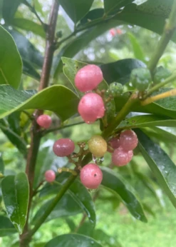 Gin Berry, Ginberry (Glycosmis Pentaphylla) -Plant related-Sow Exotic F8473651 E113 47E4 A0C0 B320B1E61BC9