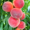 Peach 'Florida Grande' (Prunus Persica) -Plant related-Sow Exotic FloridaGrandePeachSowExoticLivePeachTreeForSalePeaches 1