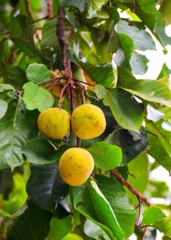 Santol (Sandoricum Koetjape) -Plant related-Sow Exotic Fresh santol on tree