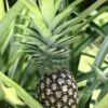 Pineapple 'White Jade' (Ananas Comosus) -Plant related-Sow Exotic Fresh tropical pineapple