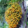 Jelly Palm (Butia Capitata) -Plant related-Sow Exotic Fruit of butia or jelly palm in Uruguay