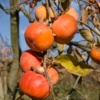 Persimmon 'Fuyu' (Diospyros Kaki) -Plant related-Sow Exotic FuyuPersimmons
